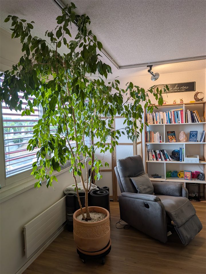 Coin lumineux du cabinet d’hypnose avec fauteuil, plantes et bibliothèque